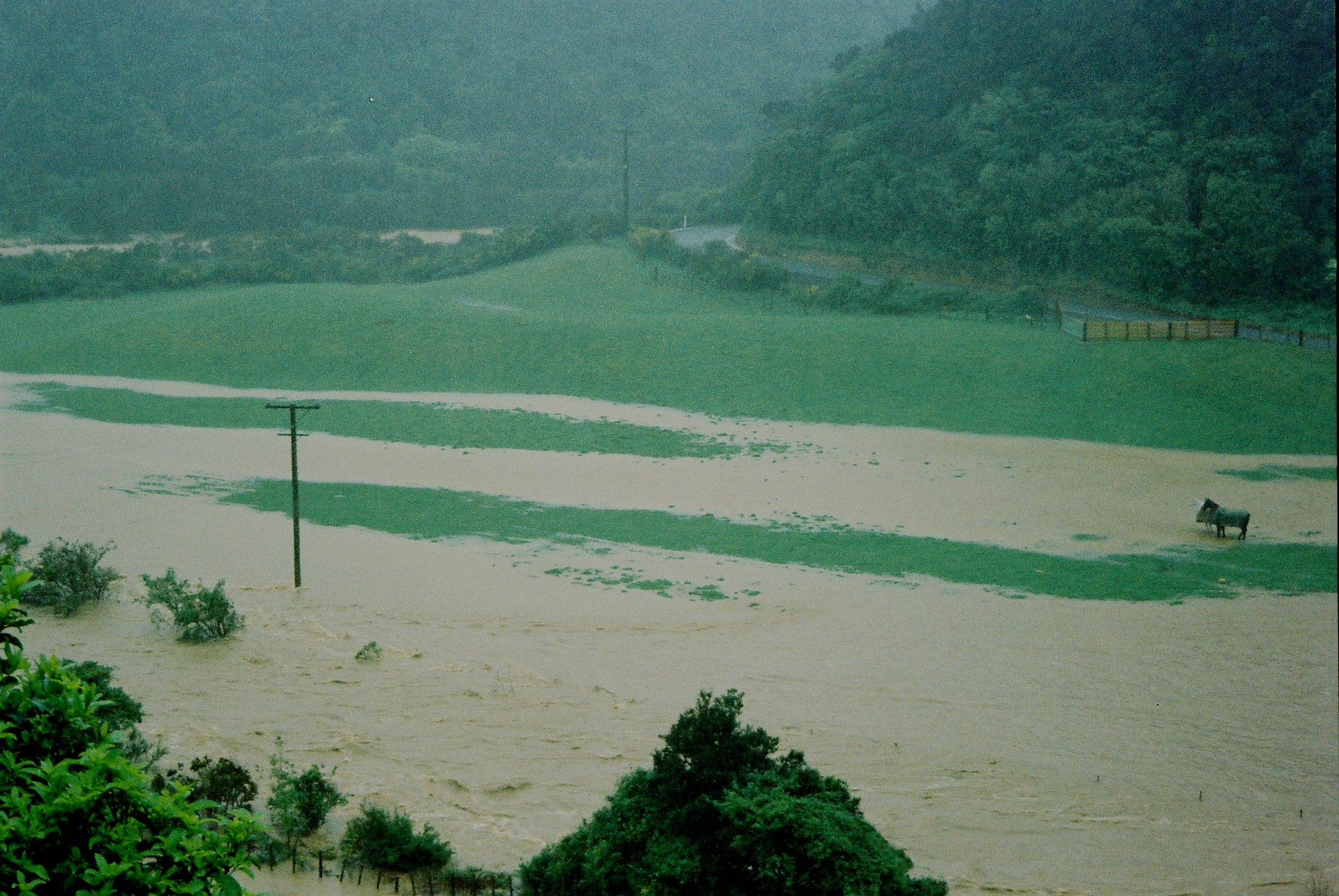 Flood, Karapoti; marooned horse.