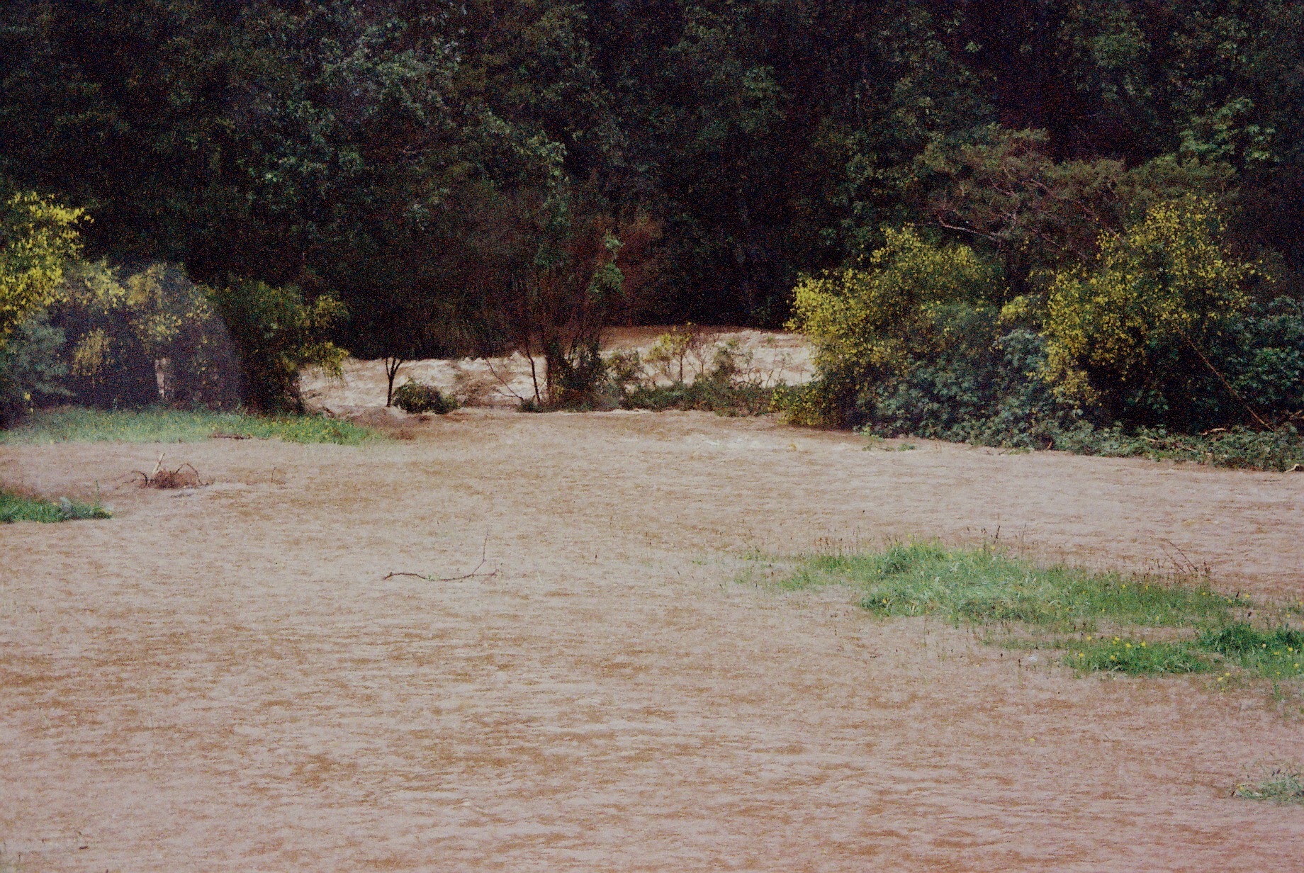 Flood, Karapoti; close-up.