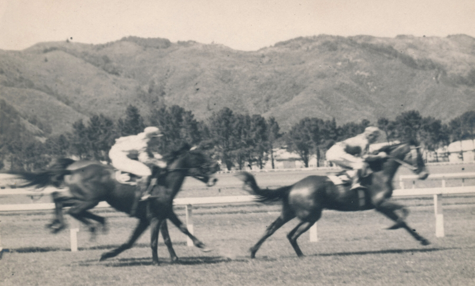 Horse race, Trentham Racecourse
