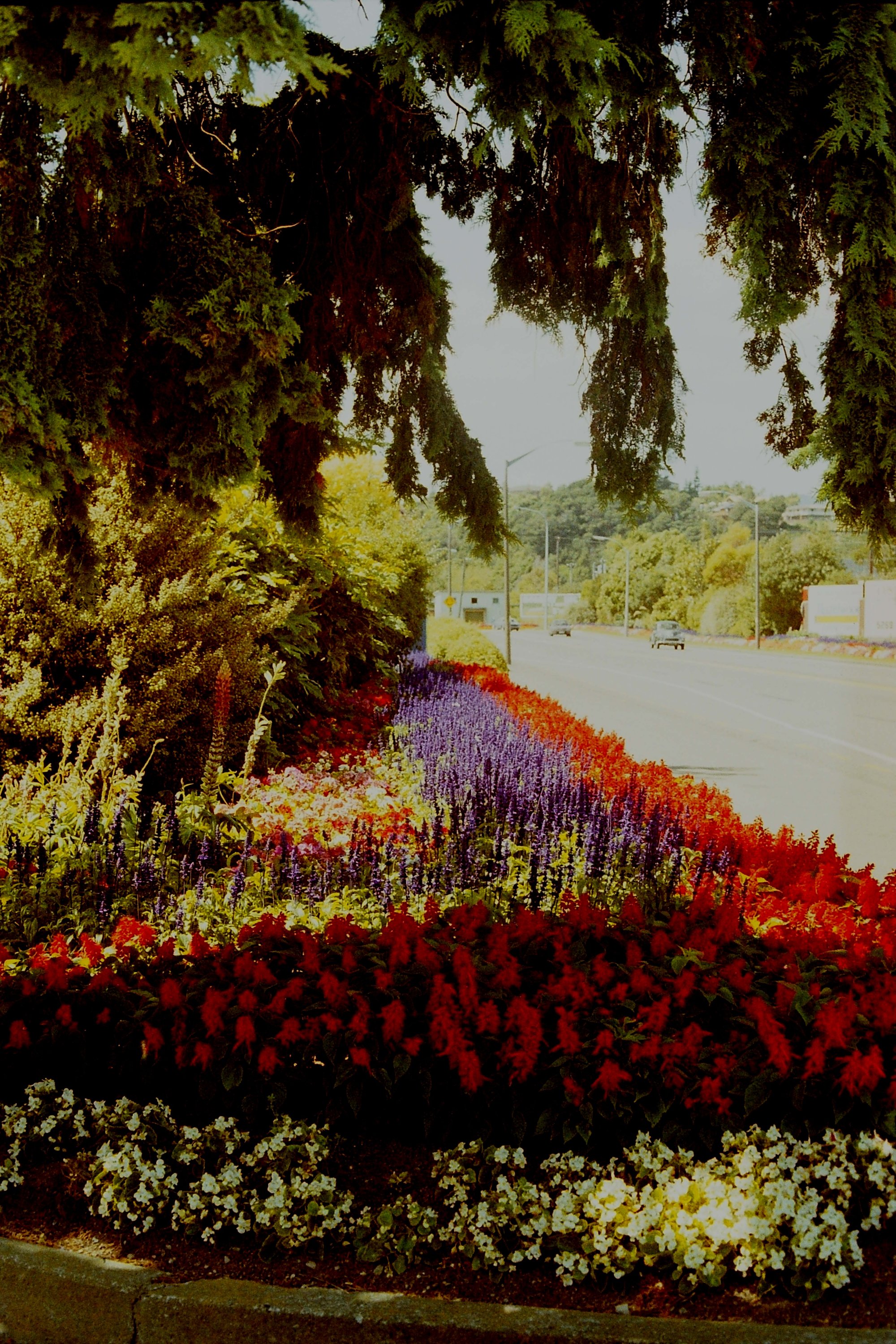 Gardens, Fergusson Drive; north side, looking east from Blenheim Street (?)