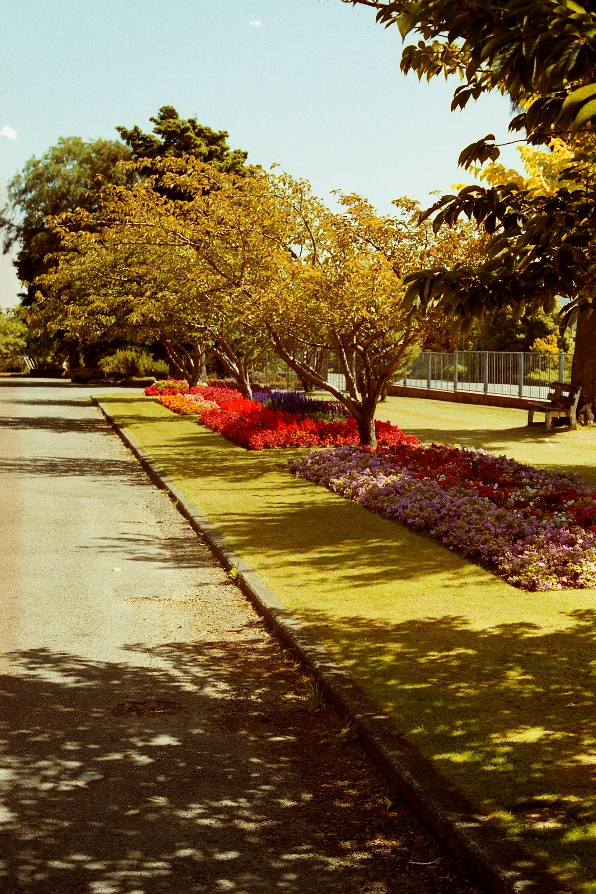 Gardens, Park Street; Maidstone Park east-west drive, north side, looking west.