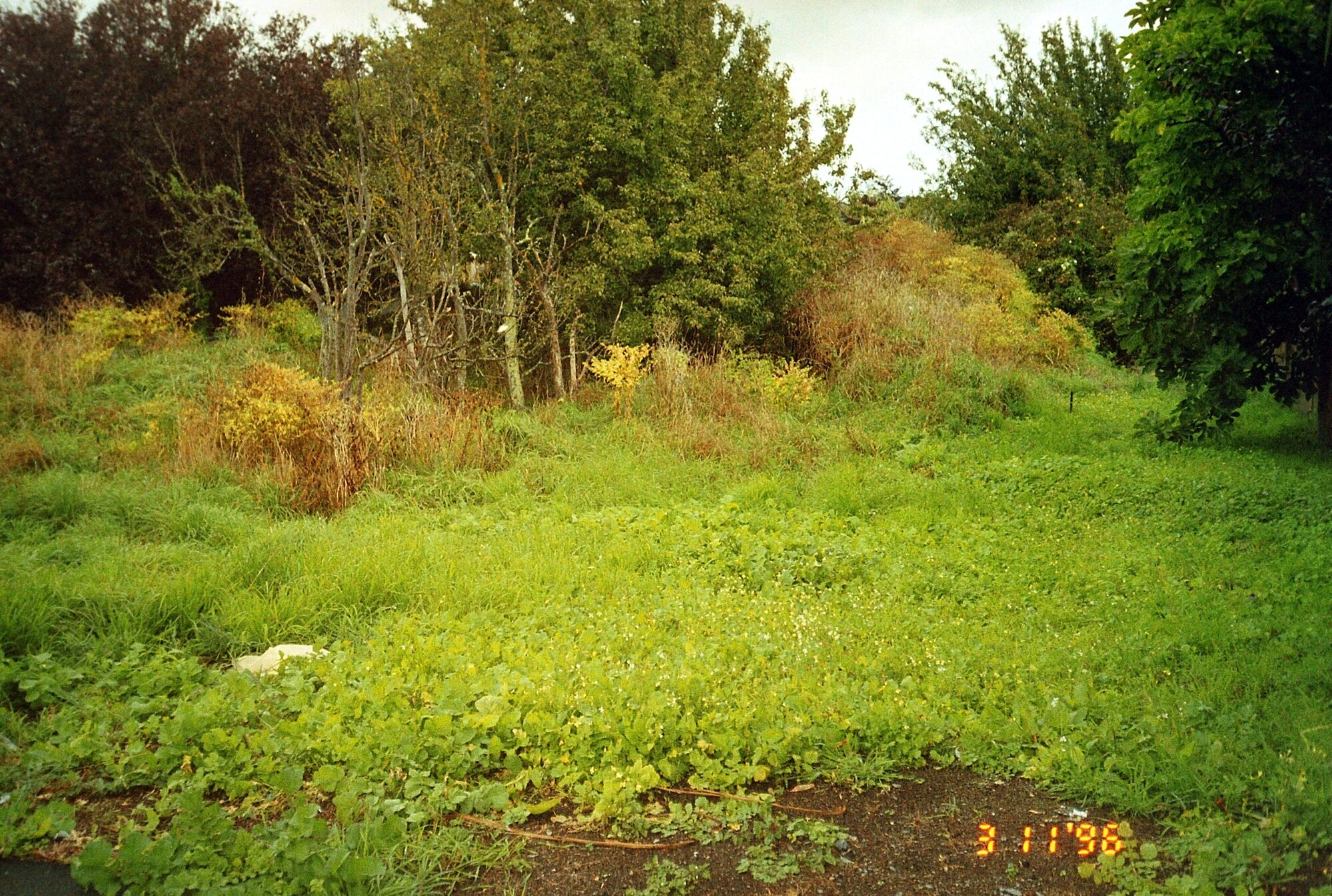 Former Kent garden centre, corner of Ranfurly Street and Fergusson Drive; weeds and small trees