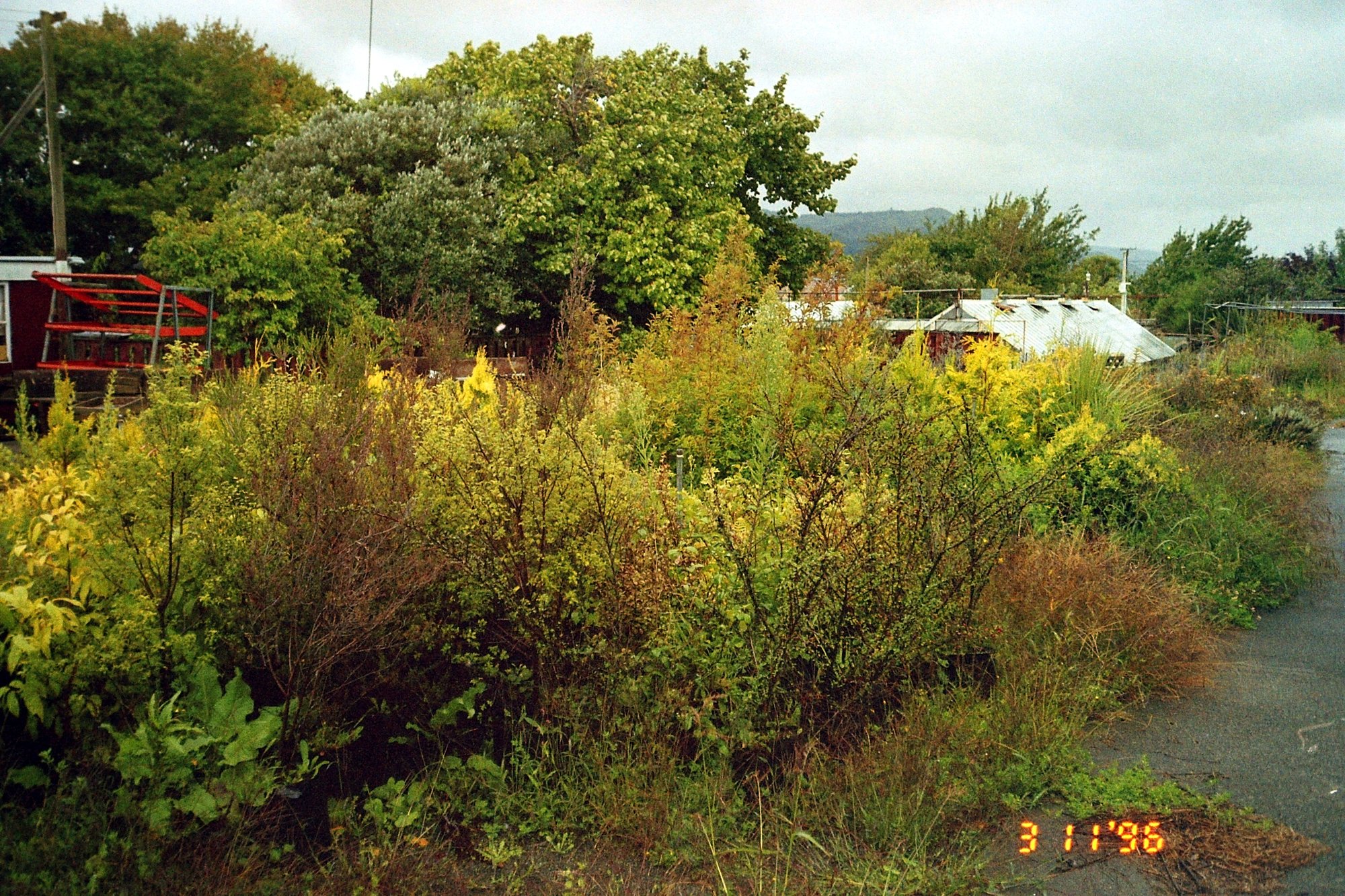 Former Kent garden centre, corner of Ranfurly Street and Fergusson Drive; glasshouse 3