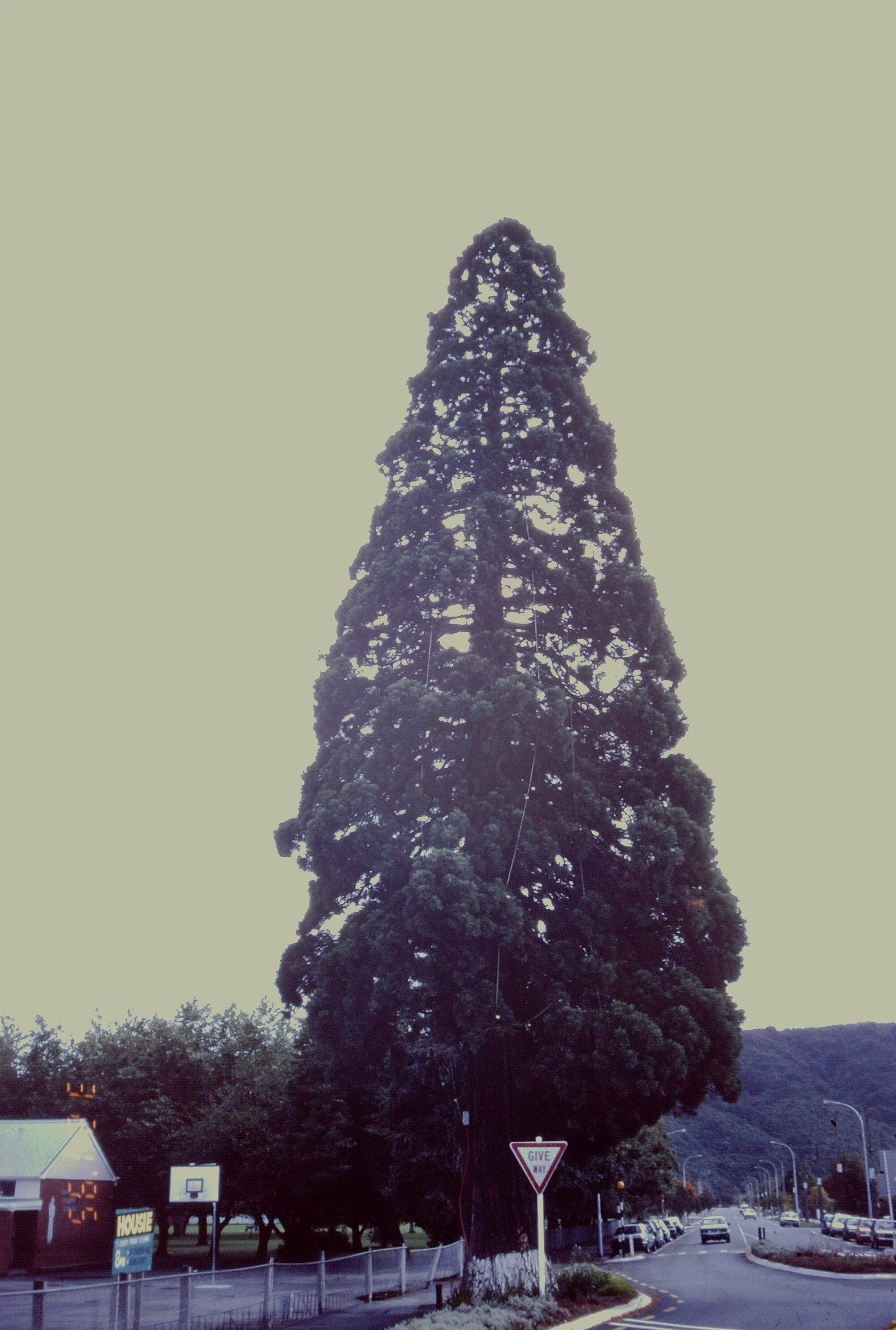 Prominent tree; sequoia/Californian redwood, Pine Avenue