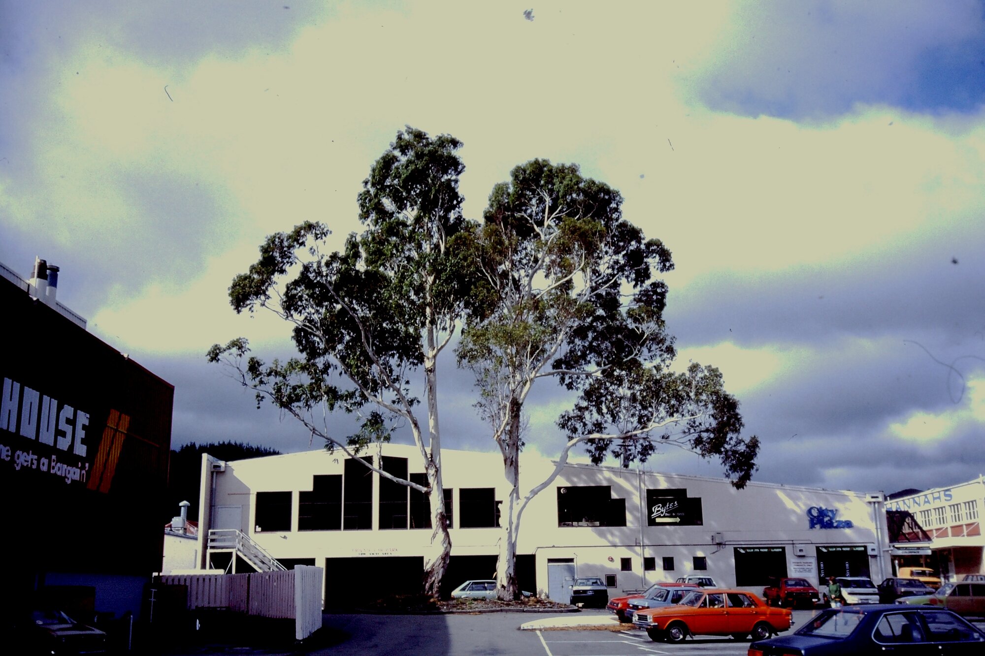 Manna gum trees in Hoggard Lane car park, Logan Street