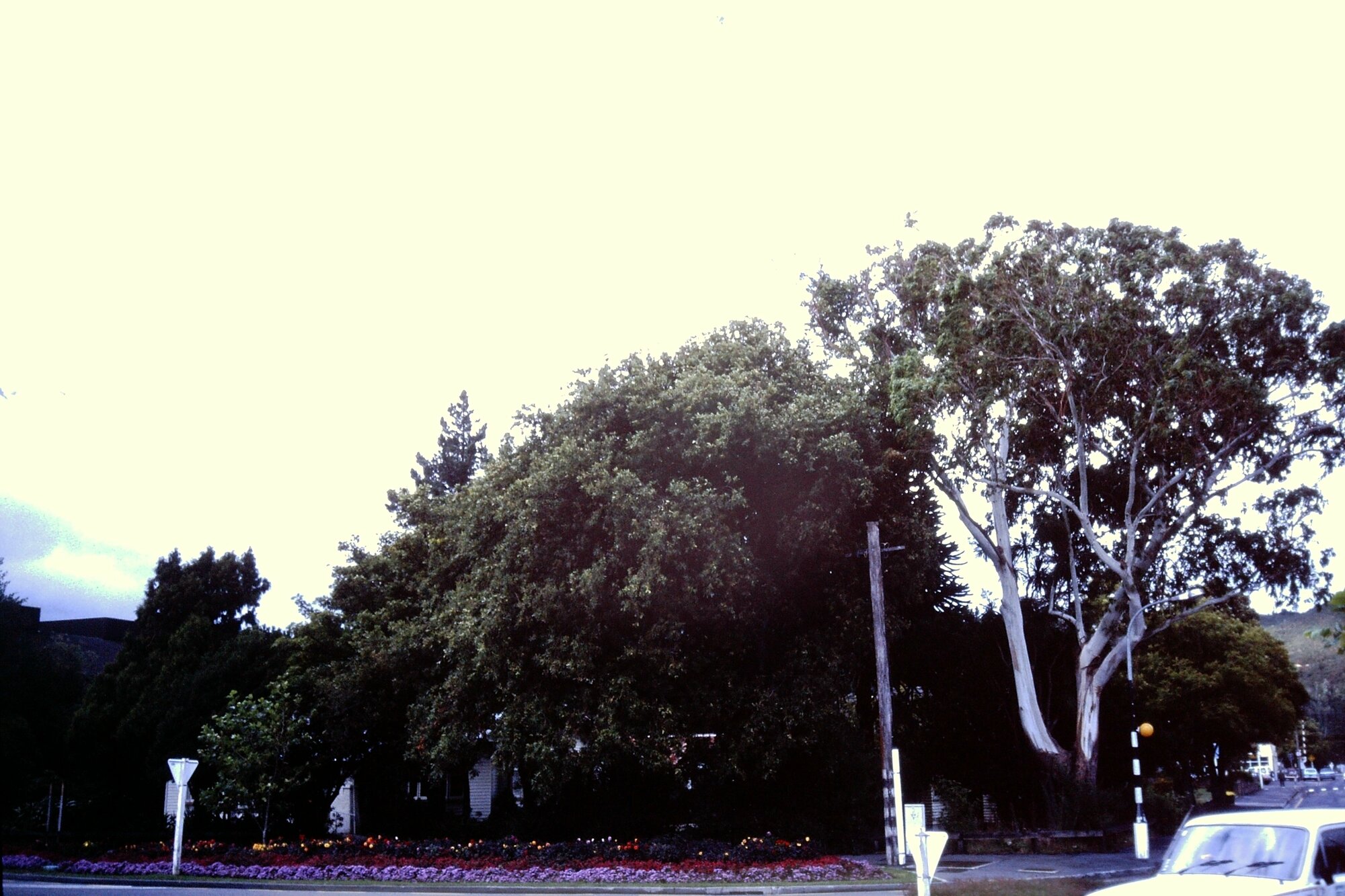 Prominent tree; manna gum tree(?), corner of Blenheim Street and Fergusson Drive
