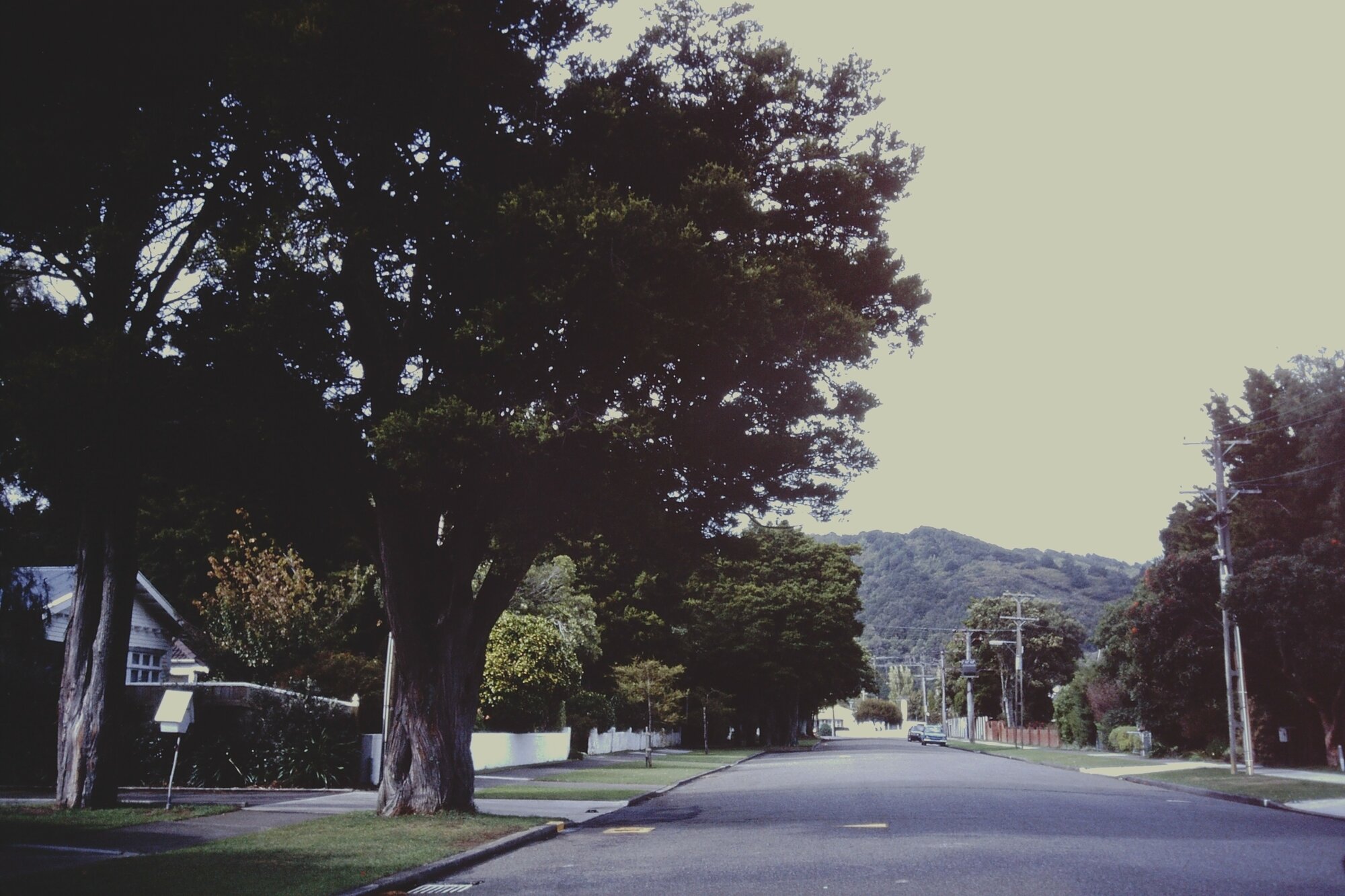 Prominent trees; unidentified street, looking south.