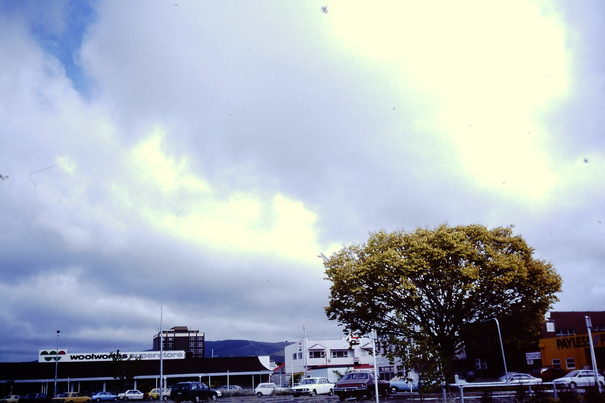 Prominent tree; unidentified, Russell Street car park