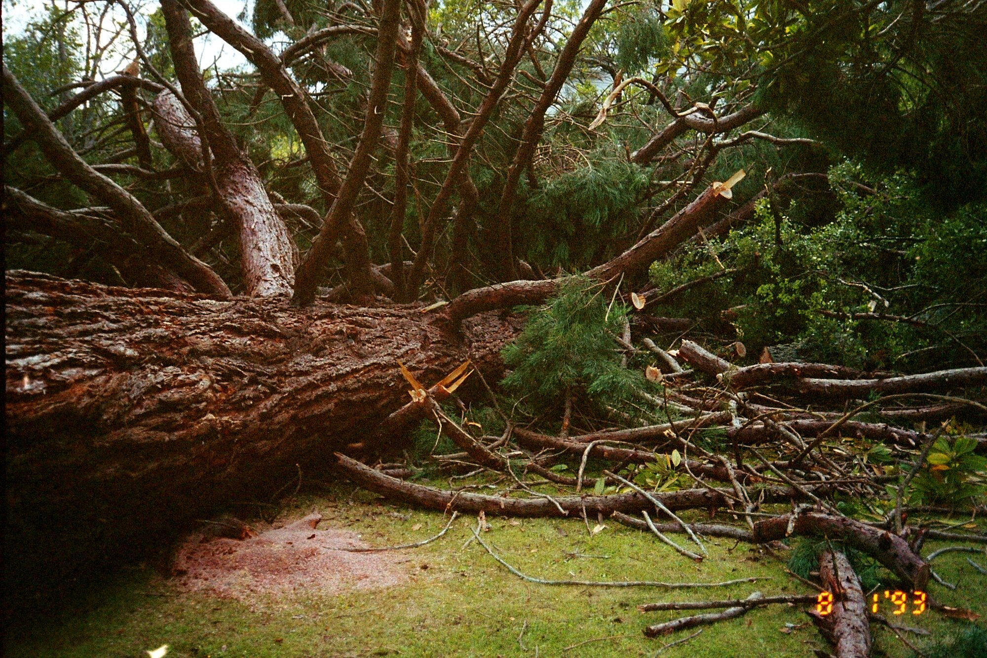 Chatsworth Road; redwood tree felled.