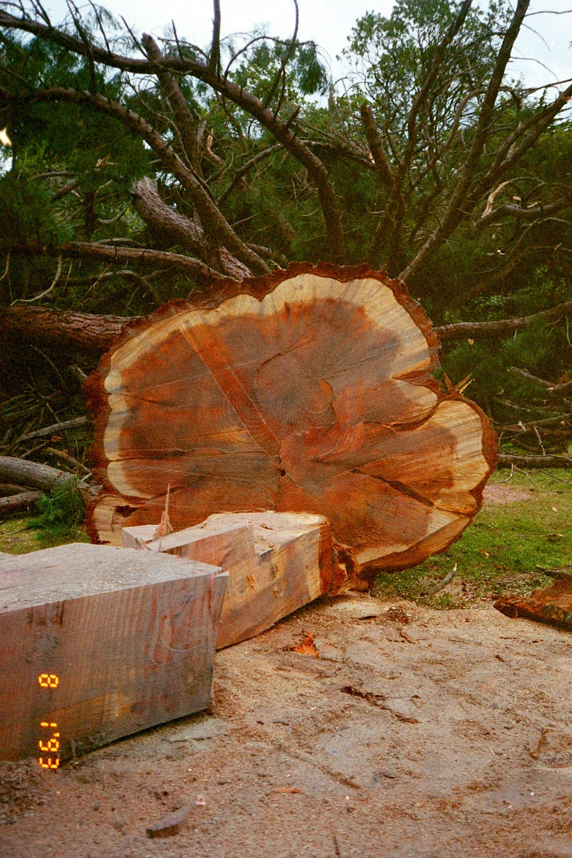 Chatsworth Road; redwood tree felled.