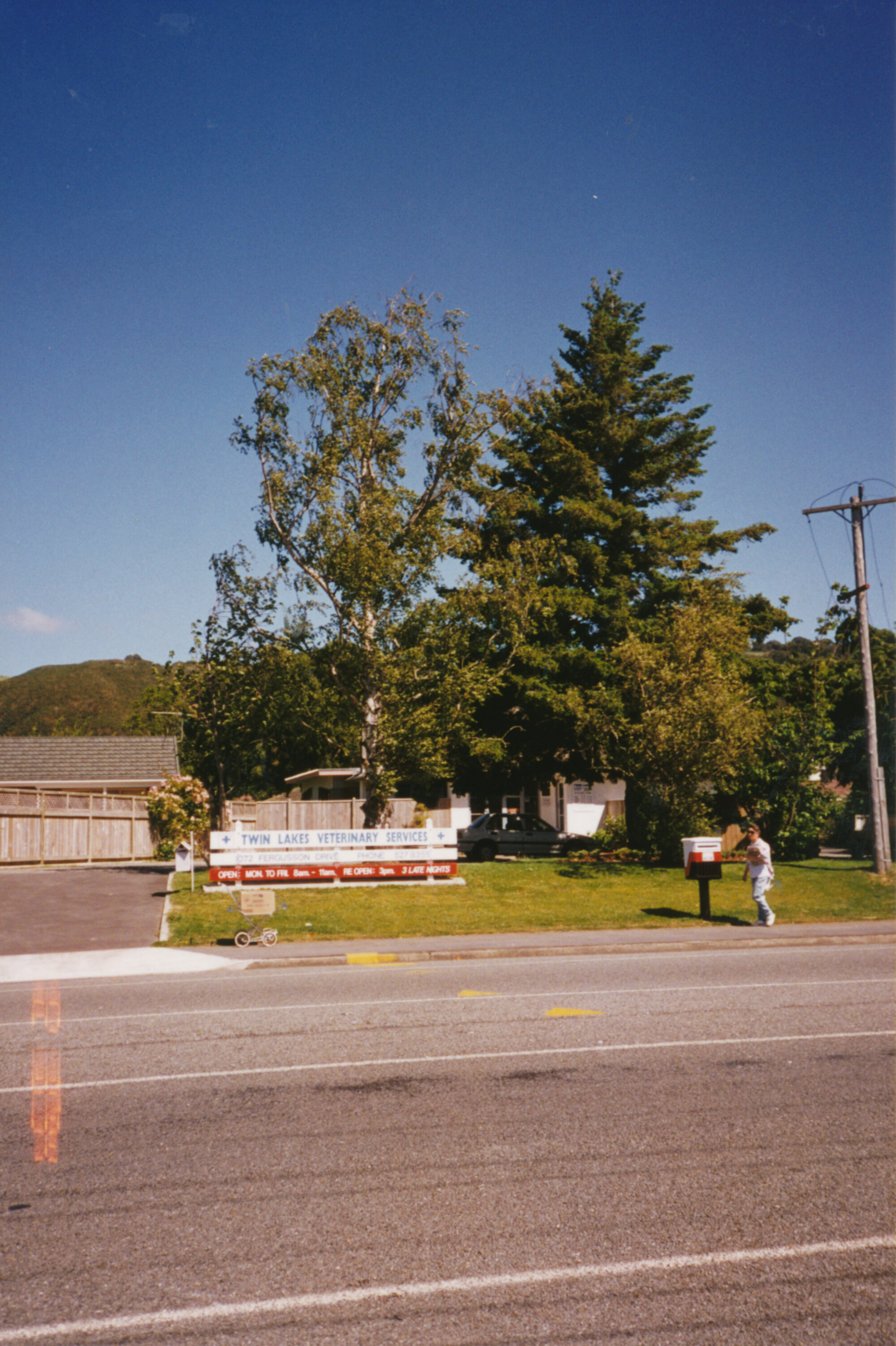 Prominent tree; unidentified