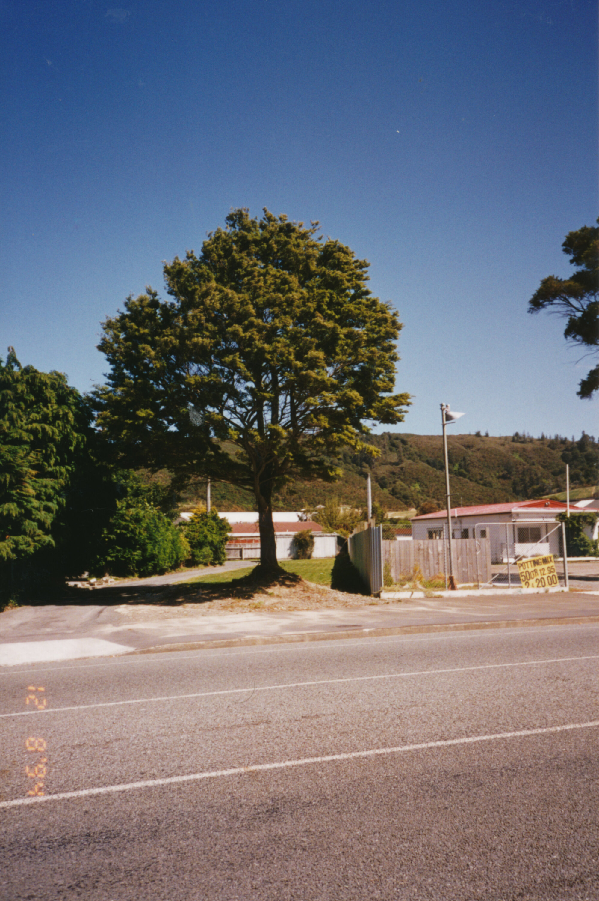 Prominent tree; unidentified
