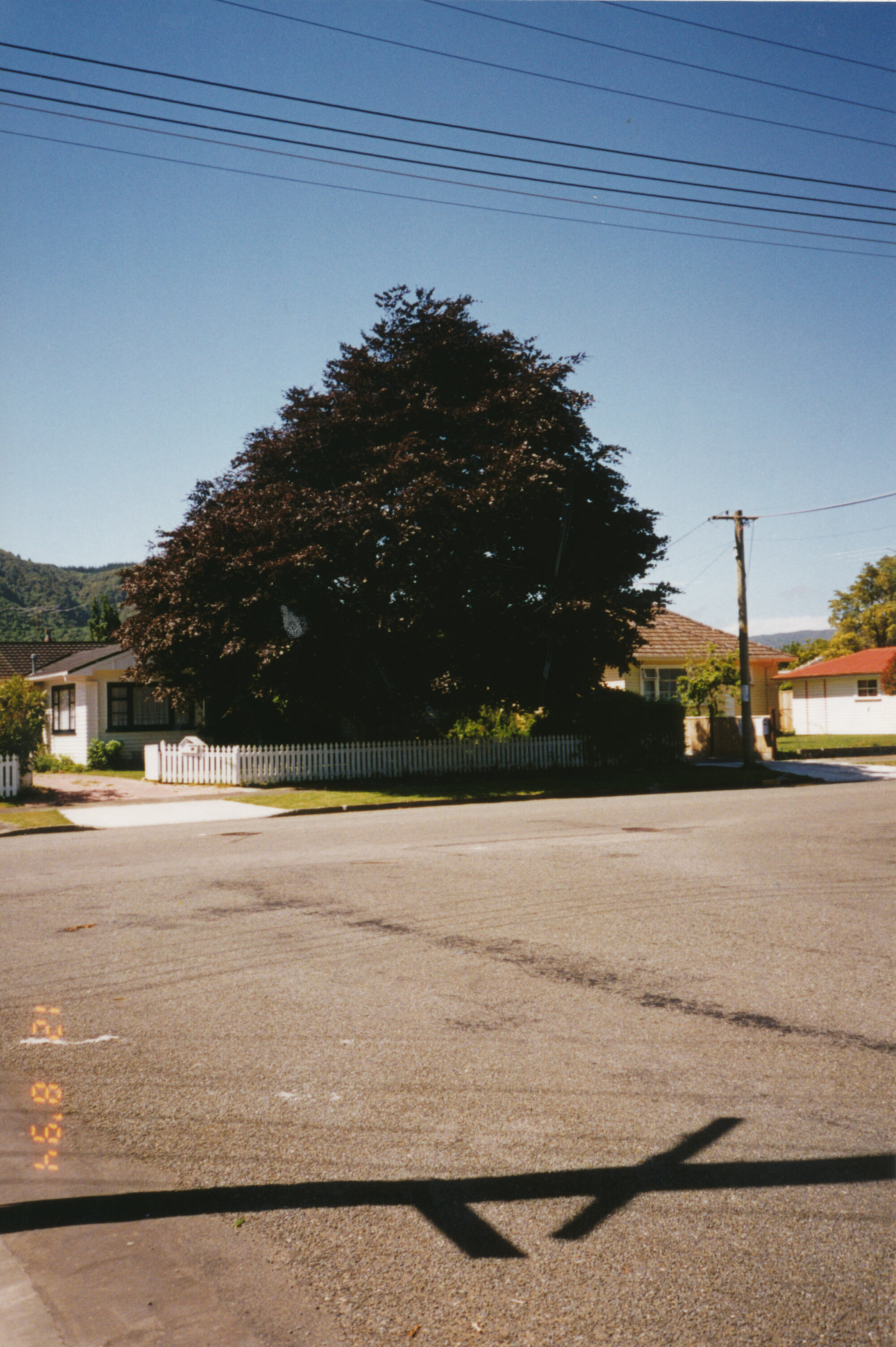 Prominent tree; unidentified