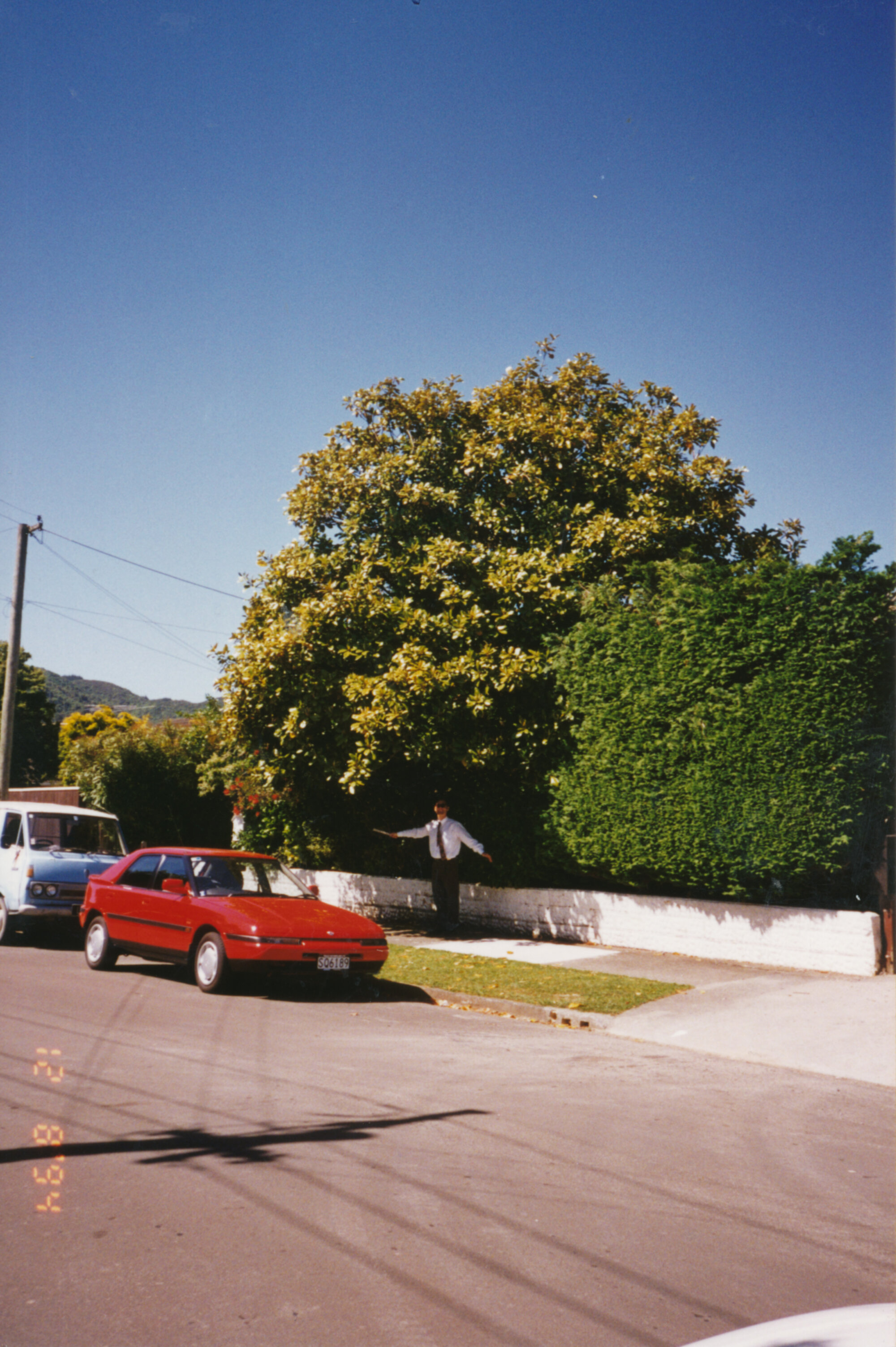 Prominent tree; unidentified