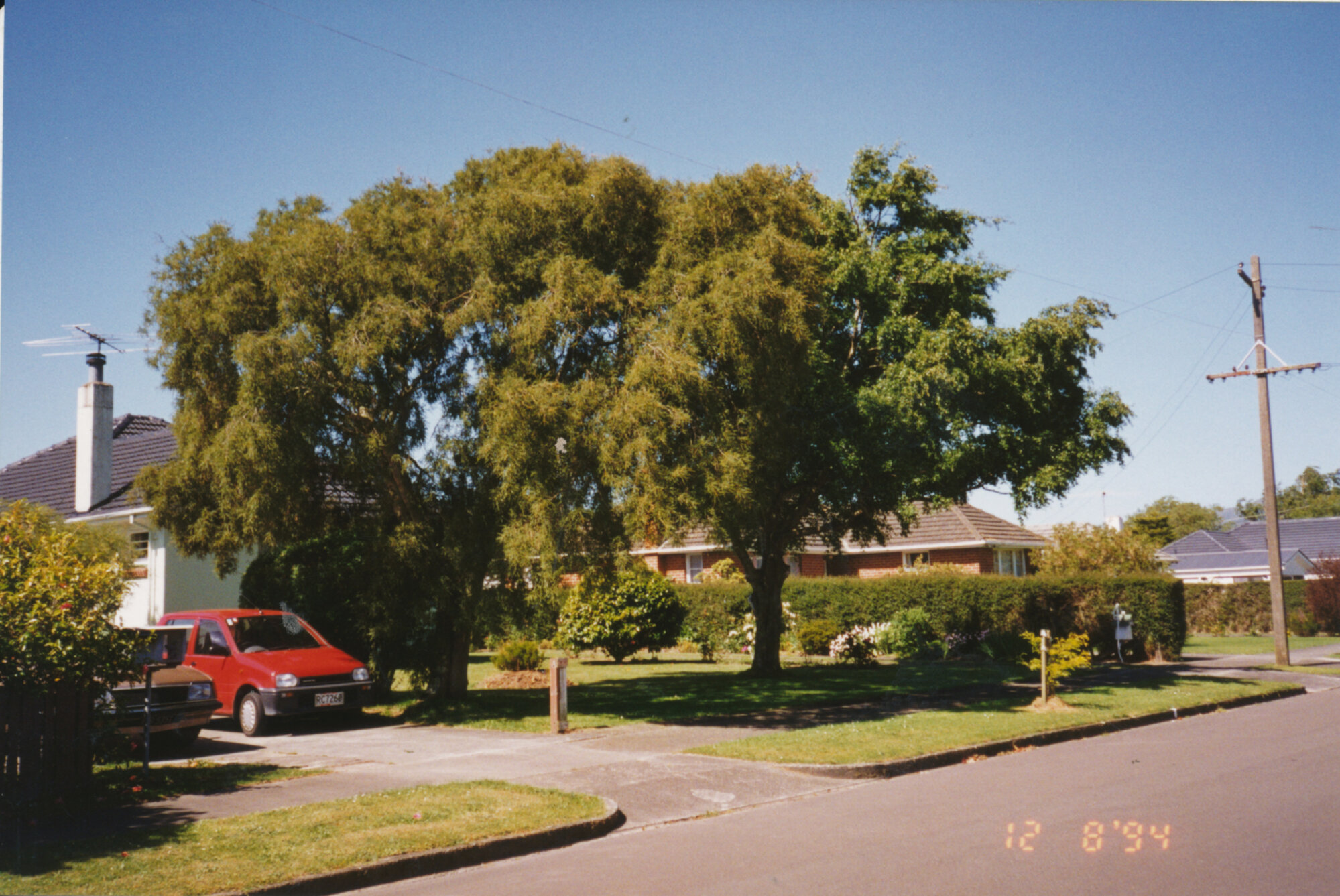 Prominent tree; unidentified