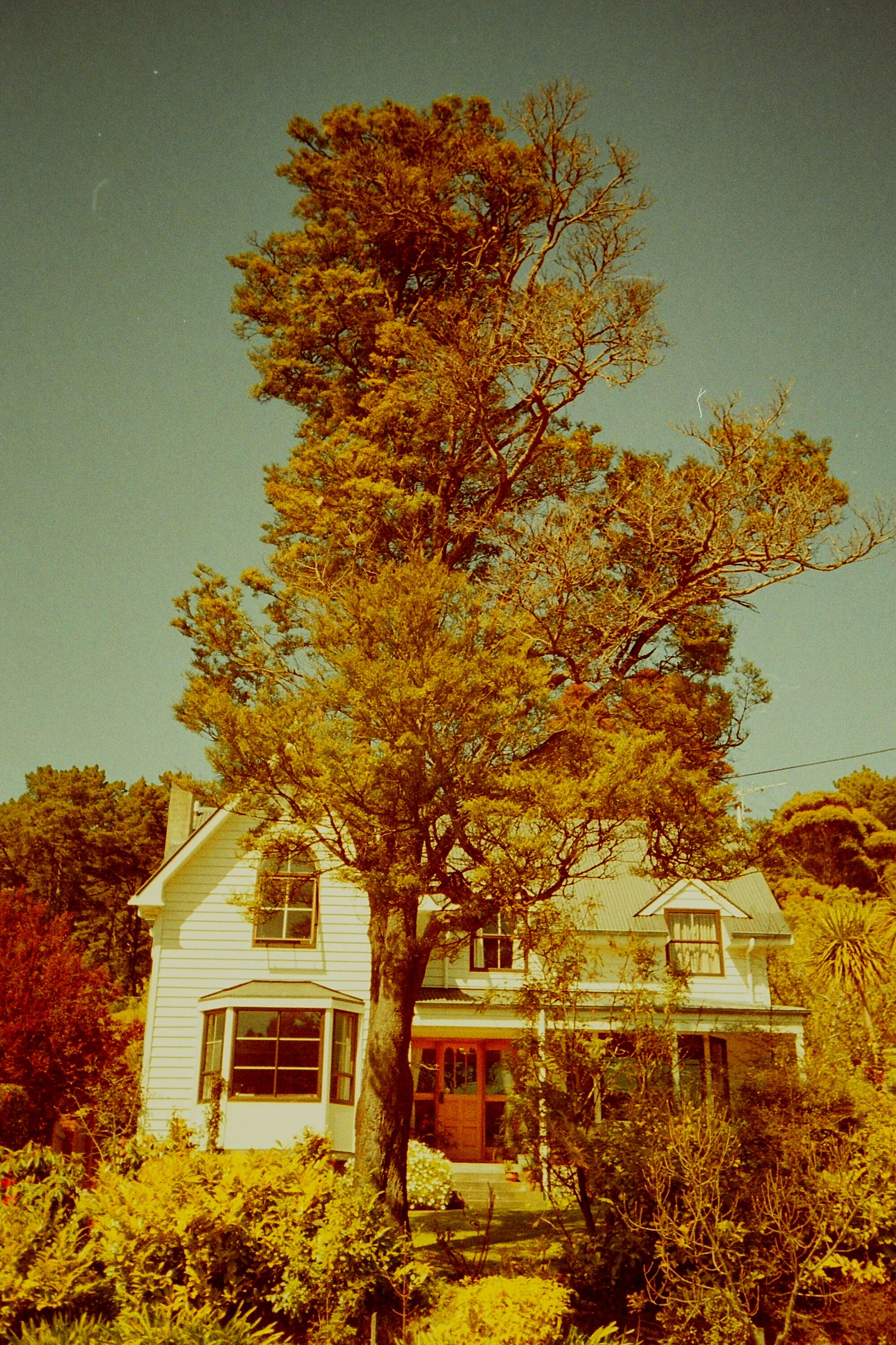 Prominent Tree; 16 Chatsworth Road