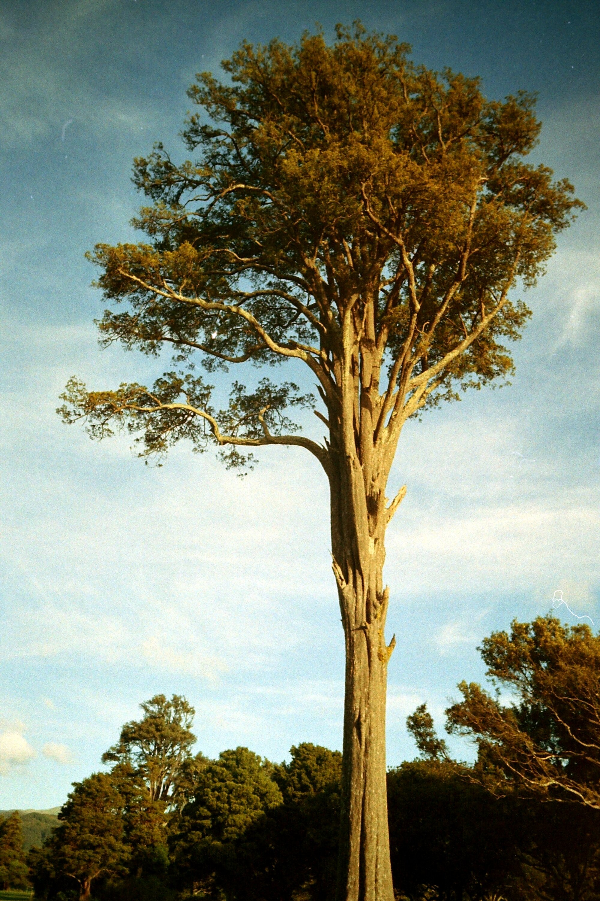 Prominent tree; Trentham Memorial Park
