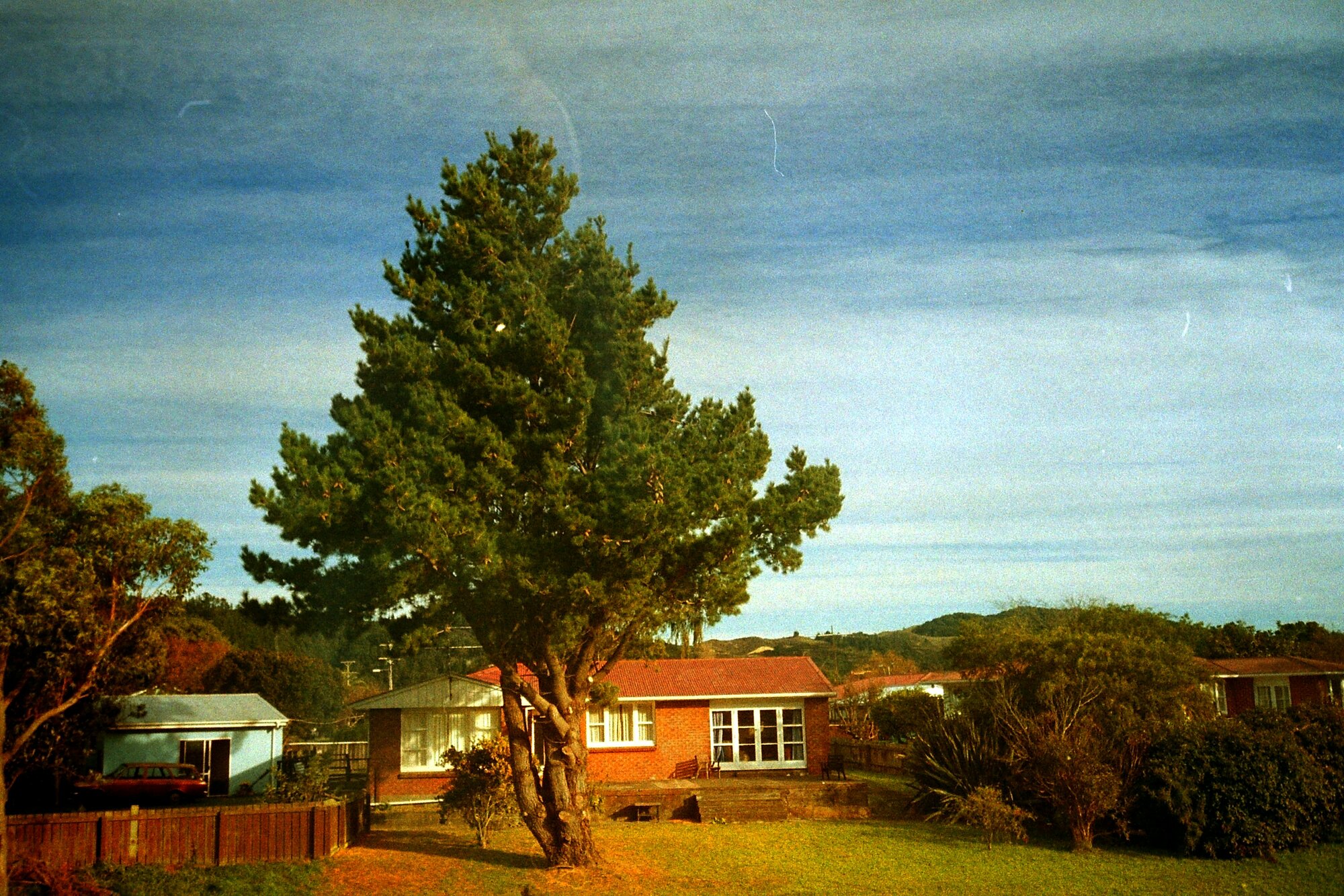 Prominent tree; unidentified