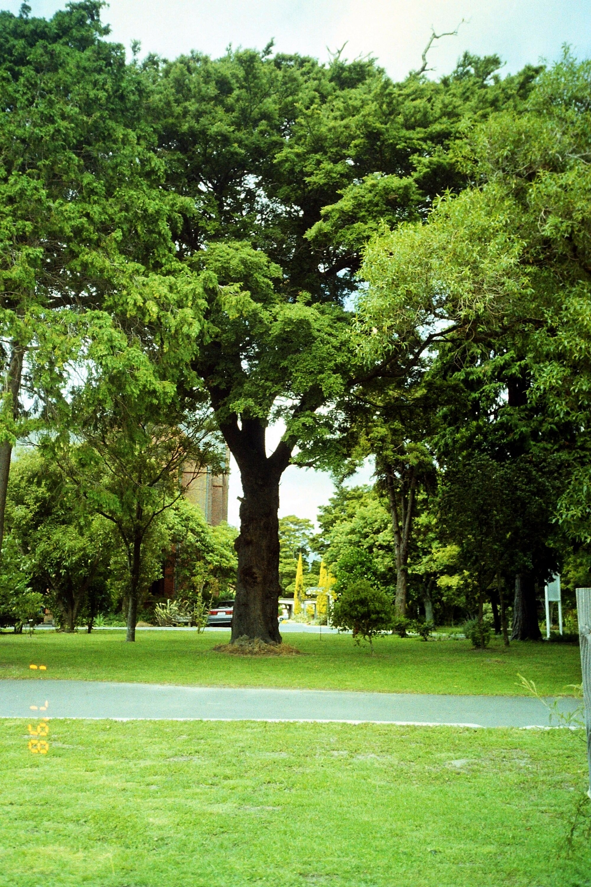 Prominent tree; St Patrick's College