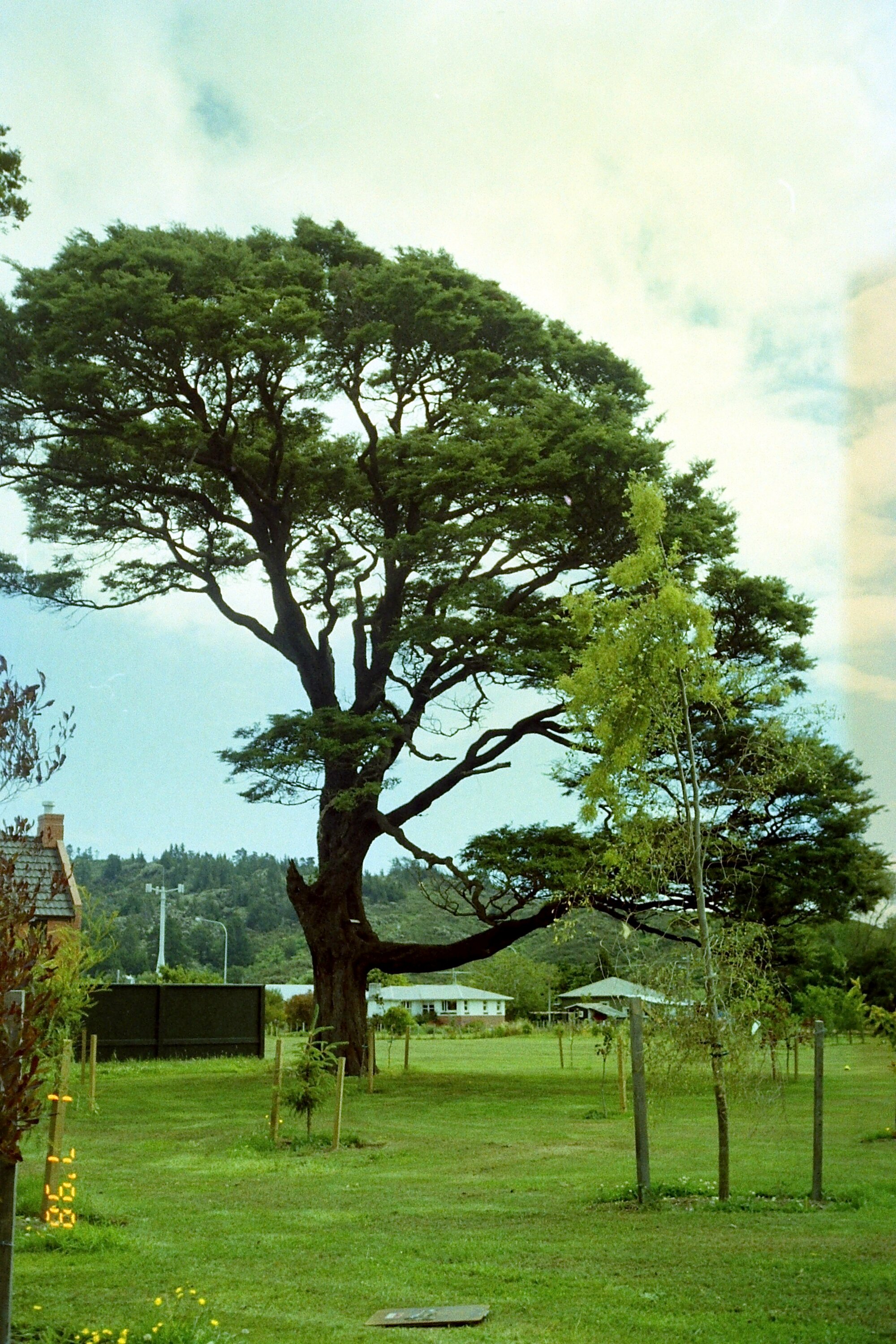 Prominent tree; unidentified; St Patrick's College grounds?