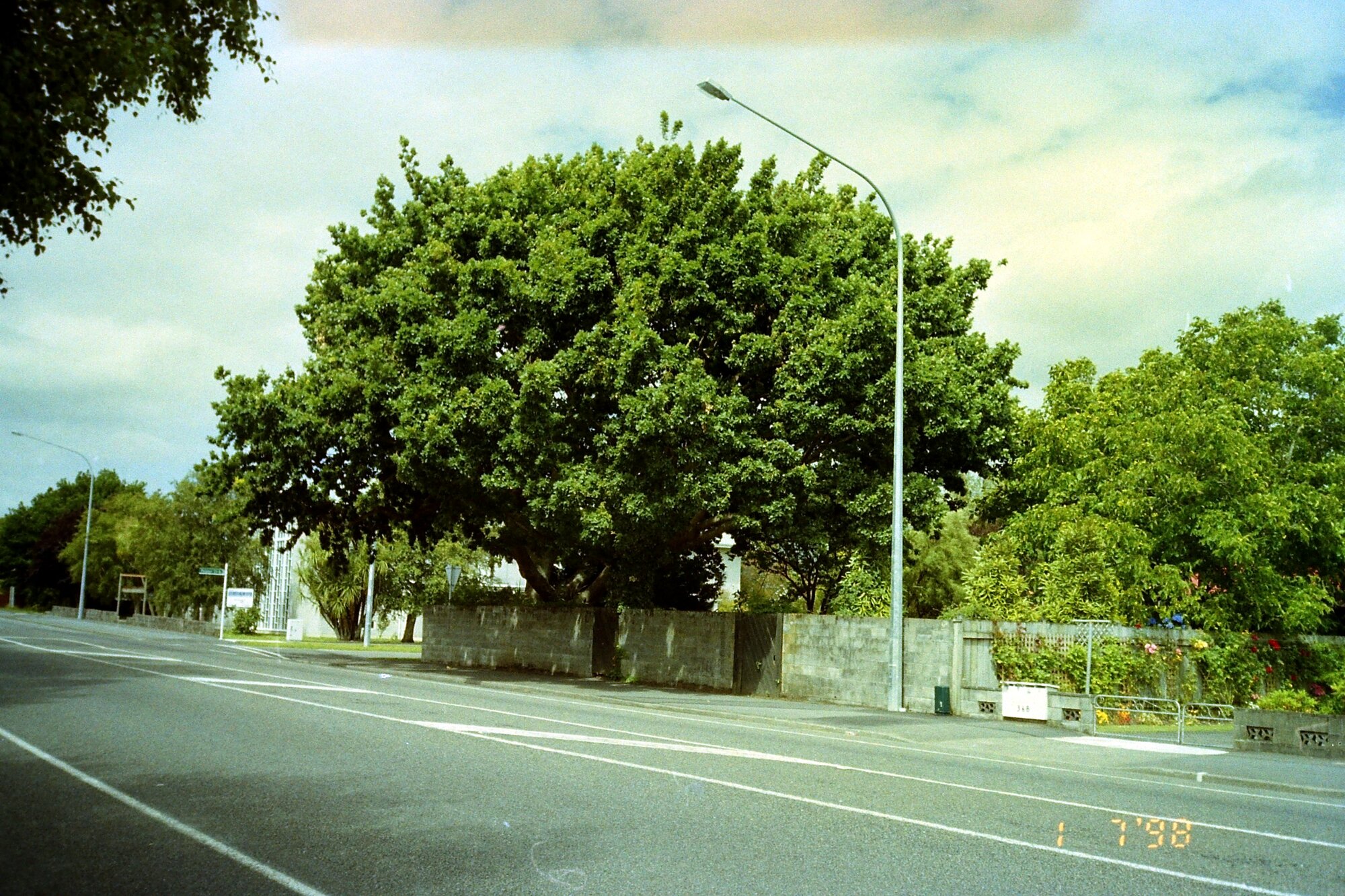 Prominent tree; corner of Palmer Crescent and Fergusson Drive