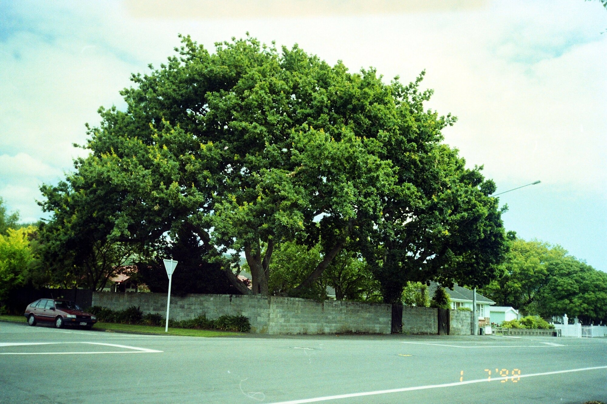 Prominent tree; corner of Palmer Crescent and Fergusson Drive