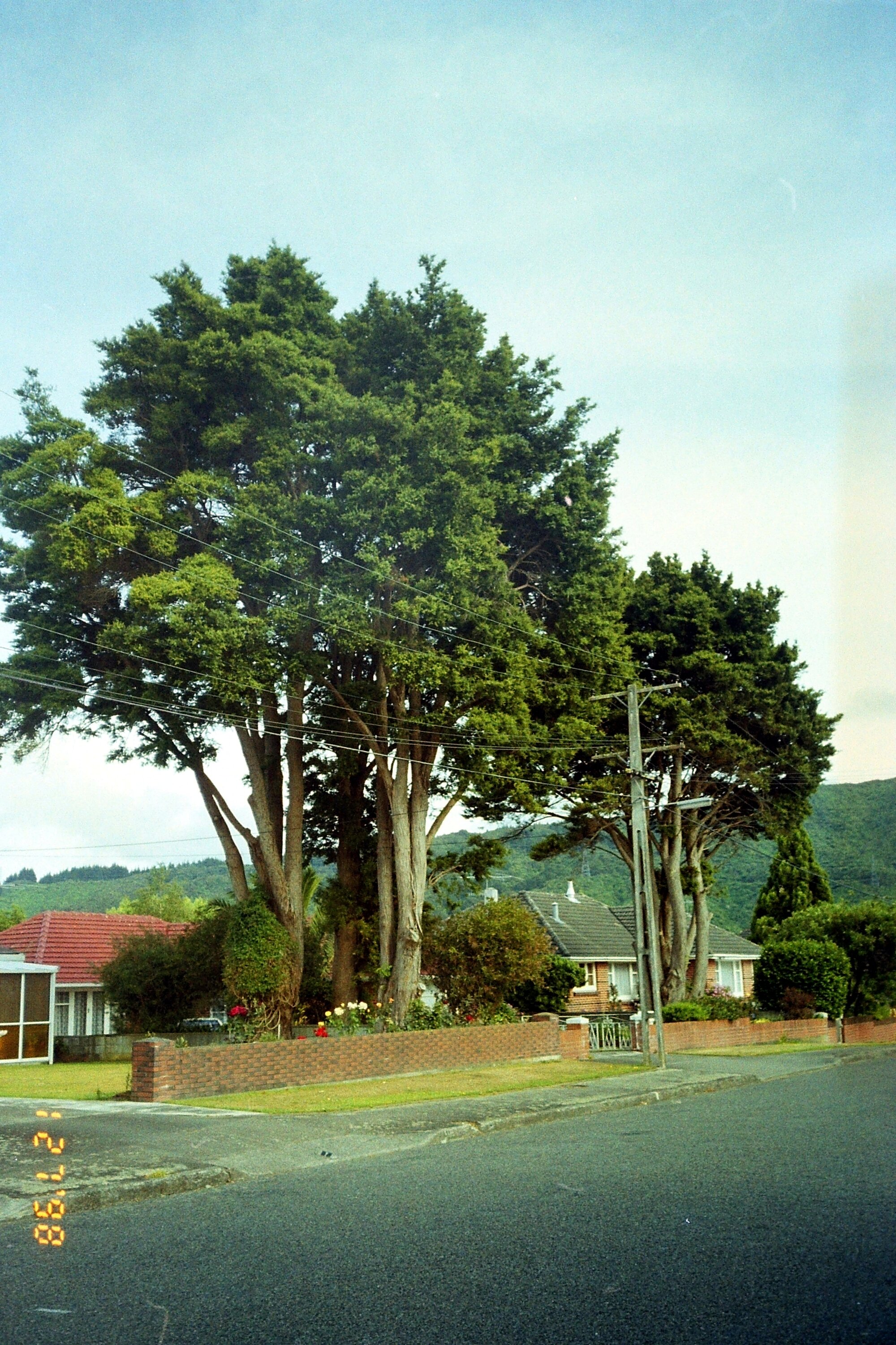 Prominent tree