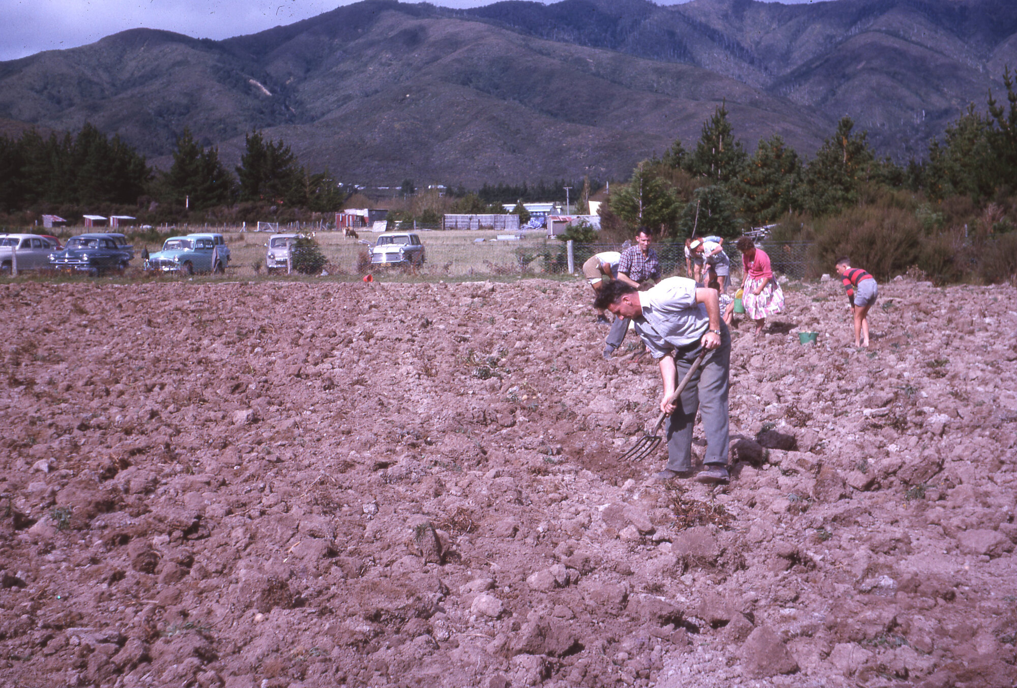 Upper Hutt College potatoes 1963