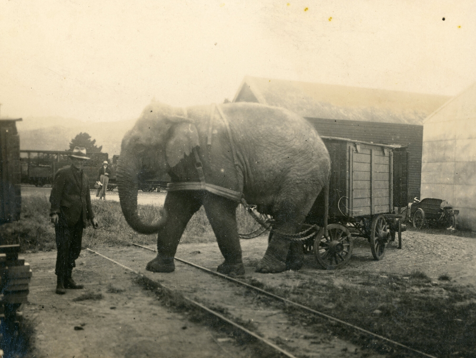 Campbell Family Photograph; Man with Elephant; ca 1920s
