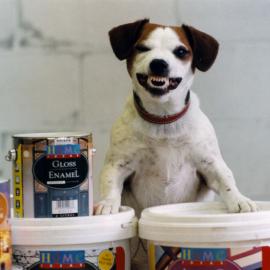 Jack Russell terrier and jellybeans at a photo shoot for paint.