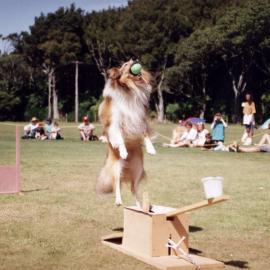 Animal Rescue Society; Moggy Dog show; doggy antics