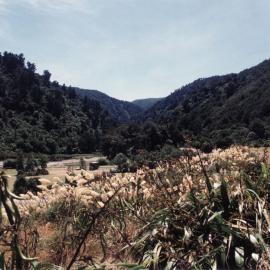 Kaitoke Regional Park; viewpoint unidentified.
