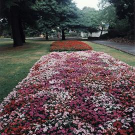 Maidstone Park; flower beds.