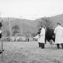 A & P show; cattle; announcing winning bull and cow.