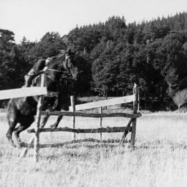 A & P show; competitor taking horse over jump.