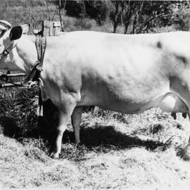 A & P show; cattle; prize Jersey dairy cow.