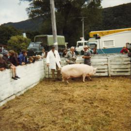 A & P show, 1976; pig with judge, chief steward and two exhibitors.