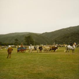 A & P show, 1974; bullock team.
