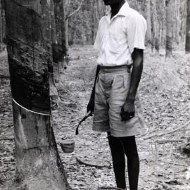 Dunlop raw materials; rubber; natural rubber being tapped, in Malaya