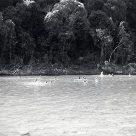 Te Awa Kairangi / Hutt River swimming