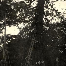 Redwood, Pine Avenue, between Lyster Lane and Queen Street, felled by Arthur Clouston; preparations for removal.
