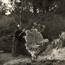 Redwood, Pine Avenue, between Lyster Lane and Queen Street, felled by Arthur Clouston; felled.