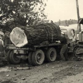 Pine Avenue; part of the redwood felled in 1957. Some of it is used in the present Council Chambers. 