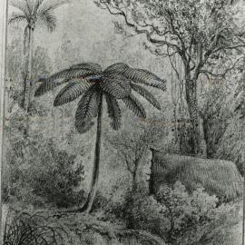 Palm tree, black tree fern, tawa tree, native hut, on banks of Te Awa Kairangi / Hutt River.