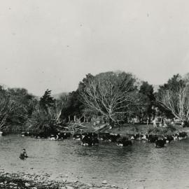 Cattle in Te Awa Kairangi / Hutt River. 