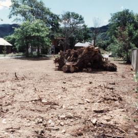 Oakmont Grove; pine and two eucalyptus trees felled on former convent site.