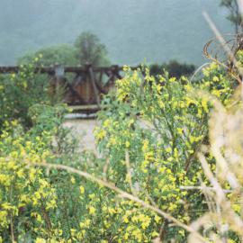 Flood, Karapoti; flowers and trestle bridge, seen from upstream.