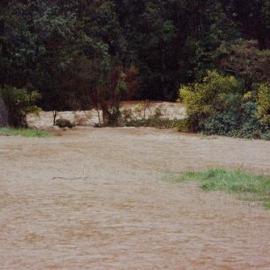 Flood, Karapoti; close-up.