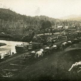 Timber industry; bullock team hauling logs, Te Marua 1902