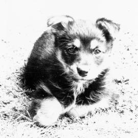 Animal Rescue Society; one of seven nine-week-old German Shepherd puppies offered by Mrs Yvonne Deane-Smith.
